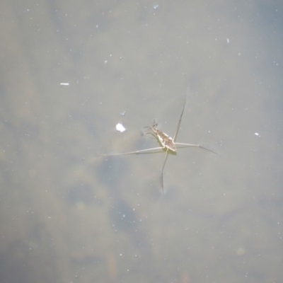 Gerridae sp. (family) (Unidentified water strider) at Rendezvous Creek, ACT - 16 Feb 2019 by KShort