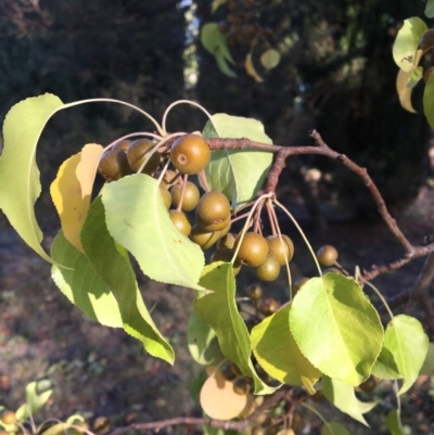 Pyrus ussuriensis (Manchurian Pear) at Curtin, ACT - 15 Feb 2019 by Frederick