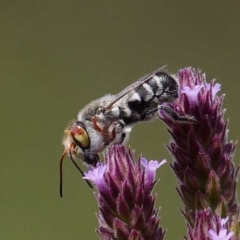 Megachile aurifrons (Golden-browed Resin Bee) at Tidbinbilla Nature Reserve - 16 Feb 2019 by DPRees125