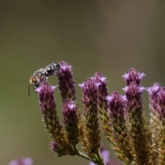 Megachile aurifrons at Paddys River, ACT - 16 Feb 2019 02:13 PM