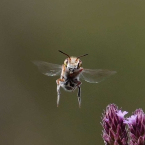 Megachile aurifrons at Paddys River, ACT - 16 Feb 2019