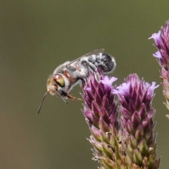 Megachile aurifrons at Paddys River, ACT - 16 Feb 2019 02:13 PM