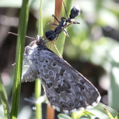 Lucia limbaria (Chequered Copper) at Coree, ACT - 12 Feb 2019 by JudithRoach