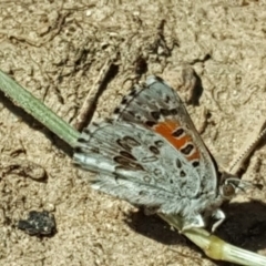 Lucia limbaria at O'Malley, ACT - 17 Feb 2019 10:55 AM