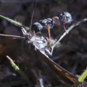 Myrmecia sp., pilosula-group at Coree, ACT - 12 Feb 2019