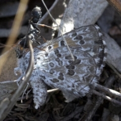 Myrmecia sp., pilosula-group at Coree, ACT - 12 Feb 2019