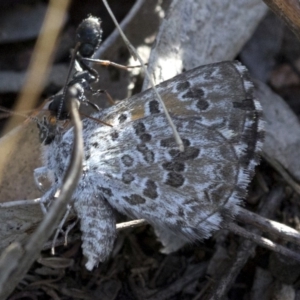 Myrmecia sp., pilosula-group at Coree, ACT - 12 Feb 2019 08:43 AM