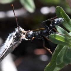 Myrmecia sp., pilosula-group at Coree, ACT - 12 Feb 2019 08:43 AM