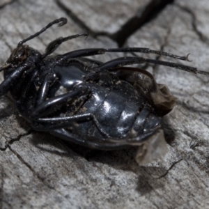 Chalcopteroides columbinus at Wee Jasper, NSW - 7 Feb 2019