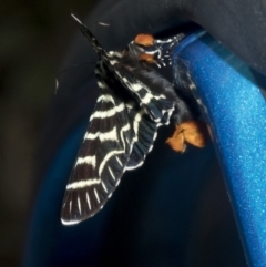 Comocrus behri (Mistletoe Day Moth) at Wee Jasper, NSW - 7 Feb 2019 by JudithRoach