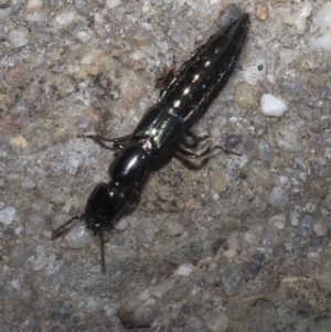 Staphylinidae (family) at Spence, ACT - 3 Feb 2019 06:06 PM