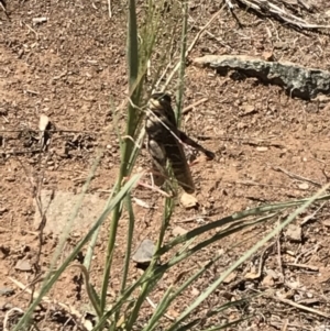 Gastrimargus musicus at Griffith, ACT - 17 Feb 2019 12:53 PM