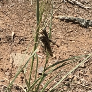 Gastrimargus musicus at Griffith, ACT - 17 Feb 2019 12:53 PM