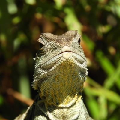 Intellagama lesueurii howittii (Gippsland Water Dragon) at ANBG - 11 Feb 2019 by MatthewFrawley