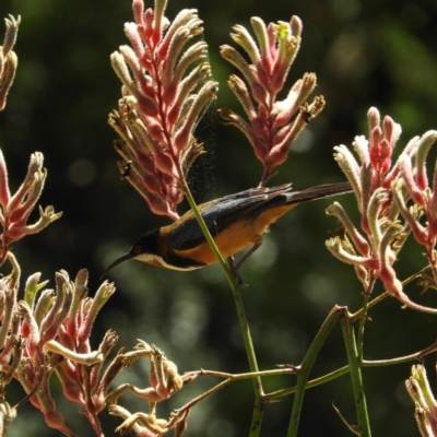 Acanthorhynchus tenuirostris (Eastern Spinebill) at ANBG - 11 Feb 2019 by MatthewFrawley