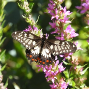 Papilio anactus at Acton, ACT - 11 Feb 2019