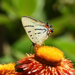 Jalmenus evagoras (Imperial Hairstreak) at ANBG - 11 Feb 2019 by MatthewFrawley