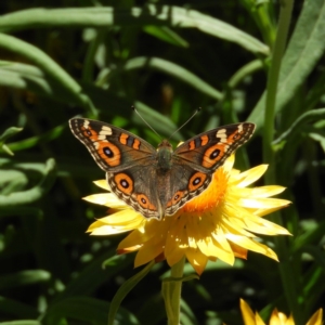 Junonia villida at Acton, ACT - 11 Feb 2019