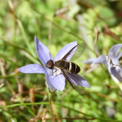 Villa sp. (genus) (Unidentified Villa bee fly) at ANBG - 11 Feb 2019 by MatthewFrawley