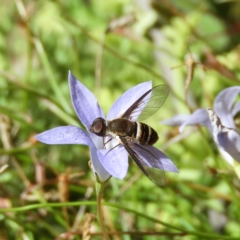 Villa sp. (genus) (Unidentified Villa bee fly) at Acton, ACT - 11 Feb 2019 by MatthewFrawley