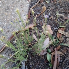 Vittadinia cuneata var. cuneata (Fuzzy New Holland Daisy) at Little Taylor Grasslands - 13 Feb 2019 by RosemaryRoth