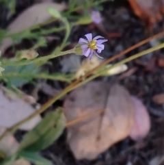 Vittadinia cuneata var. cuneata at Kambah, ACT - 13 Feb 2019 07:25 PM