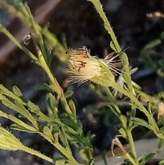 Vittadinia cuneata var. cuneata at Kambah, ACT - 13 Feb 2019 07:25 PM