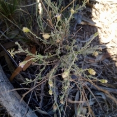 Vittadinia gracilis at Kambah, ACT - 14 Feb 2019