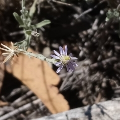 Vittadinia gracilis at Kambah, ACT - 14 Feb 2019