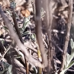 Vittadinia gracilis at Kambah, ACT - 14 Feb 2019