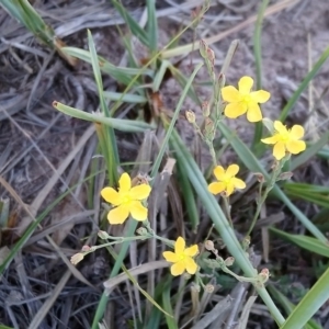 Hypericum gramineum at Torrens, ACT - 13 Feb 2019