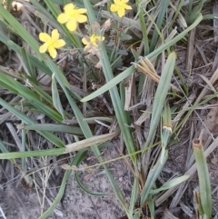 Hypericum gramineum at Torrens, ACT - 13 Feb 2019