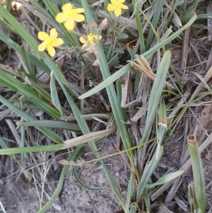 Hypericum gramineum at Torrens, ACT - 13 Feb 2019 11:17 AM