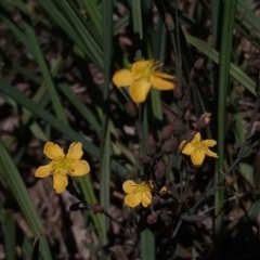 Hypericum gramineum at Torrens, ACT - 13 Feb 2019 11:17 AM