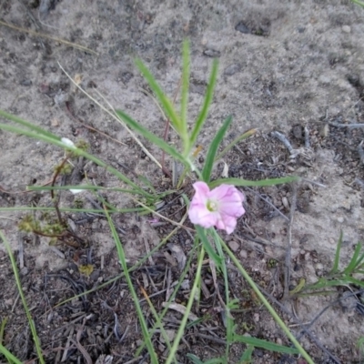 Convolvulus angustissimus subsp. angustissimus (Australian Bindweed) at Torrens, ACT - 13 Feb 2019 by RosemaryRoth