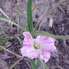 Convolvulus angustissimus subsp. angustissimus at Torrens, ACT - 13 Feb 2019 11:03 AM