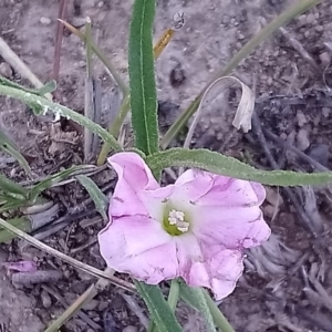 Convolvulus angustissimus subsp. angustissimus at Torrens, ACT - 13 Feb 2019 11:03 AM