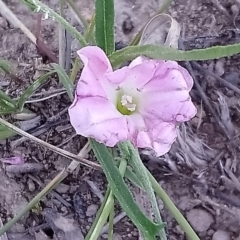 Convolvulus angustissimus subsp. angustissimus (Australian Bindweed) at Kambah, ACT - 13 Feb 2019 by RosemaryRoth