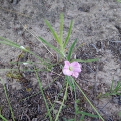 Convolvulus angustissimus subsp. angustissimus at Kambah, ACT - 13 Feb 2019