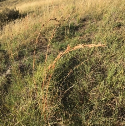 Cymbopogon refractus (Barbed-wire Grass) at Dunlop, ACT - 16 Feb 2019 by MervynAston