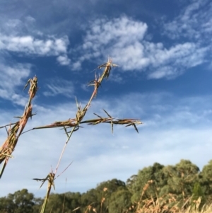 Cymbopogon refractus at Dunlop, ACT - 16 Feb 2019