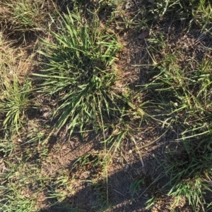 Paspalum dilatatum at Dunlop, ACT - 15 Feb 2019 06:54 PM