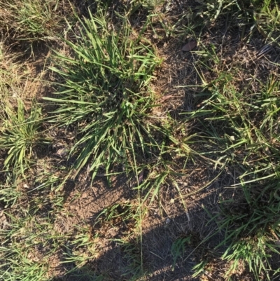 Paspalum dilatatum (Paspalum) at Dunlop, ACT - 15 Feb 2019 by MervynAston