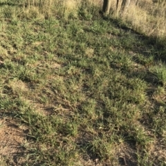 Paspalum dilatatum at Dunlop, ACT - 15 Feb 2019 06:54 PM