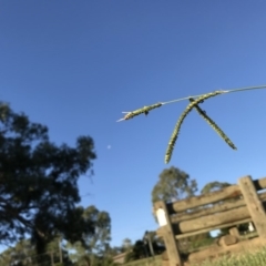 Paspalum dilatatum at Dunlop, ACT - 15 Feb 2019 06:54 PM