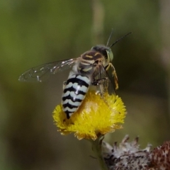 Bembix sp. (genus) (Unidentified Bembix sand wasp) at ANBG - 13 Feb 2019 by DPRees125