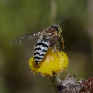 Bembix sp. (genus) at Acton, ACT - 13 Feb 2019 02:37 PM