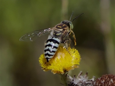 Bembix sp. (genus) (Unidentified Bembix sand wasp) at Acton, ACT - 13 Feb 2019 by DPRees125