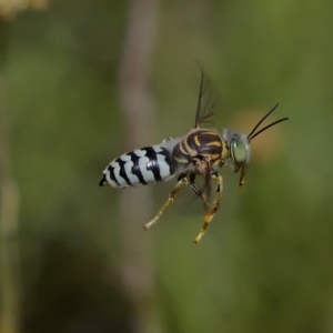 Bembix sp. (genus) at Acton, ACT - 13 Feb 2019 02:37 PM