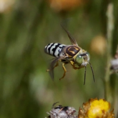 Bembix sp. (genus) at Acton, ACT - 13 Feb 2019 02:37 PM